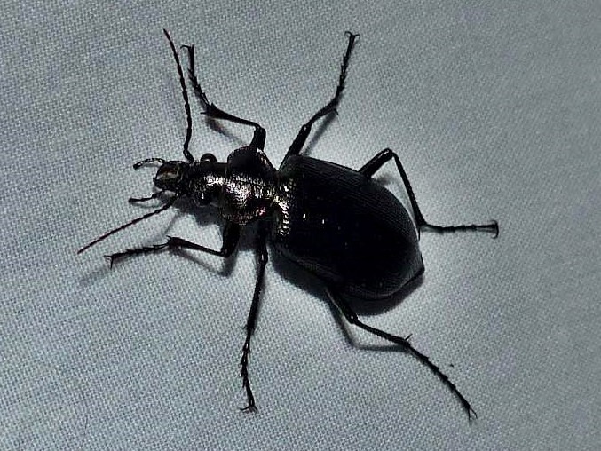 Photo of Cold-country caterpillar hunter