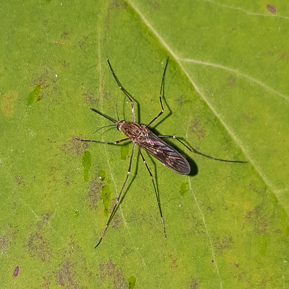 Photo of Cold weather mosquito