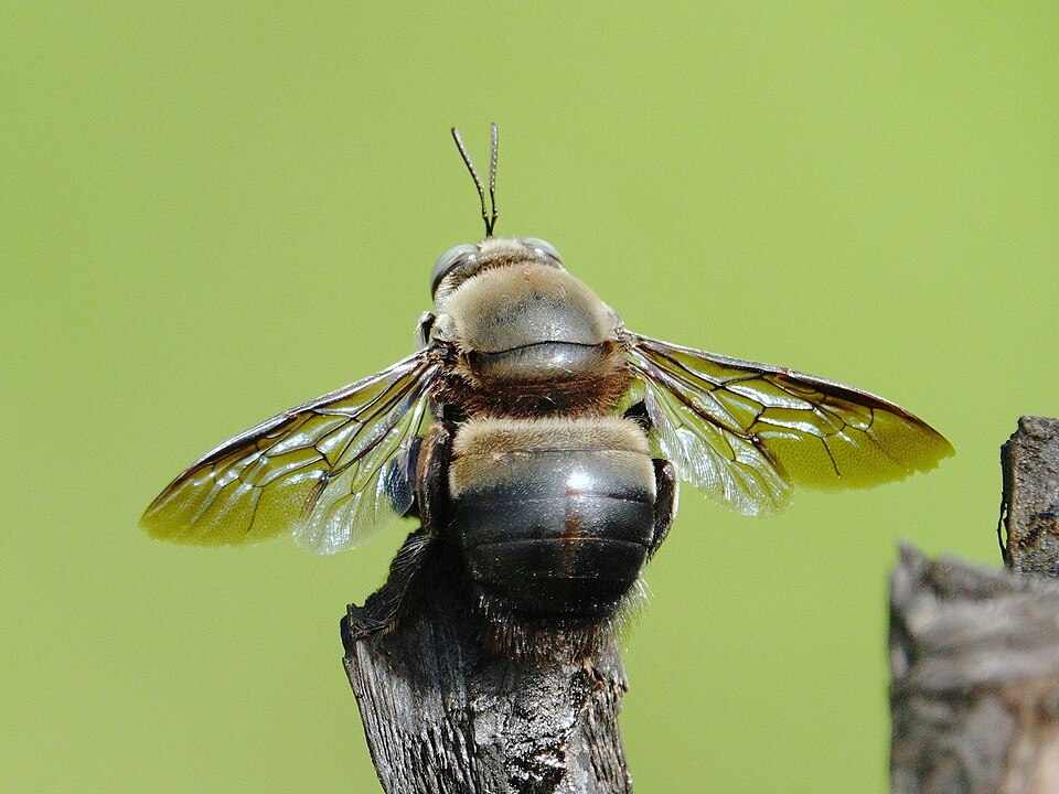 Photo of Collared carpenter bee