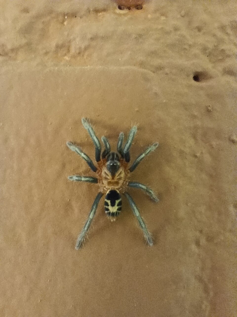 Photo of Colombian dwarf tiger tarantula
