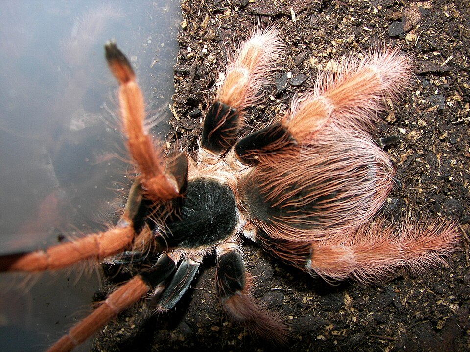 Photo of Colombian giant redleg tarantula