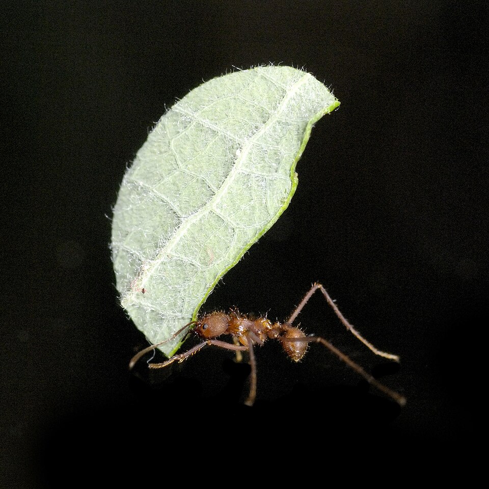 Photo of Colombian leafcutter ant