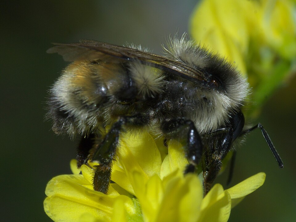 Photo of Colorado black-notched bumble bee