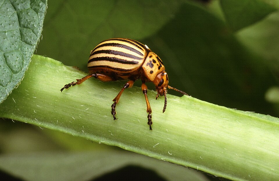 Photo of Colorado potato beetle