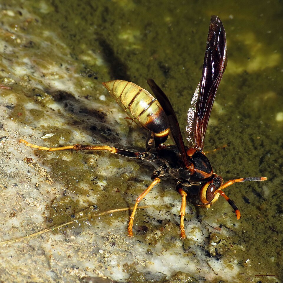 Photo of Comanche paper wasp