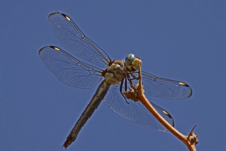 Photo of Comanche skimmer