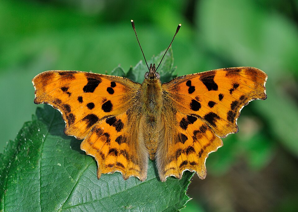 Photo of Comma butterfly