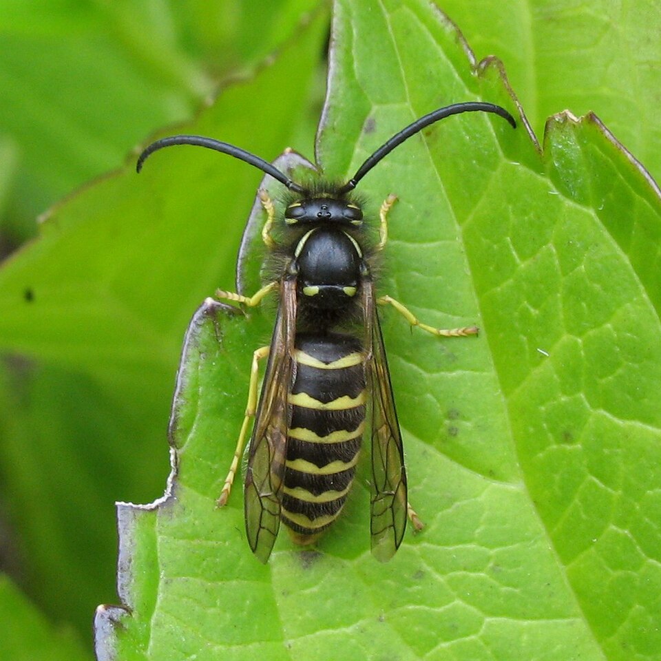 Photo of Common aerial yellowjacket