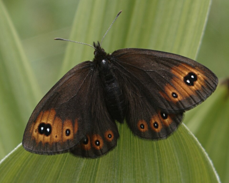 Photo of Common alpine