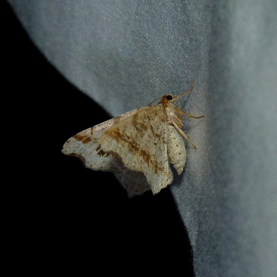 Photo of Common angle