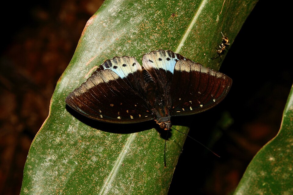 Photo of Common archduke