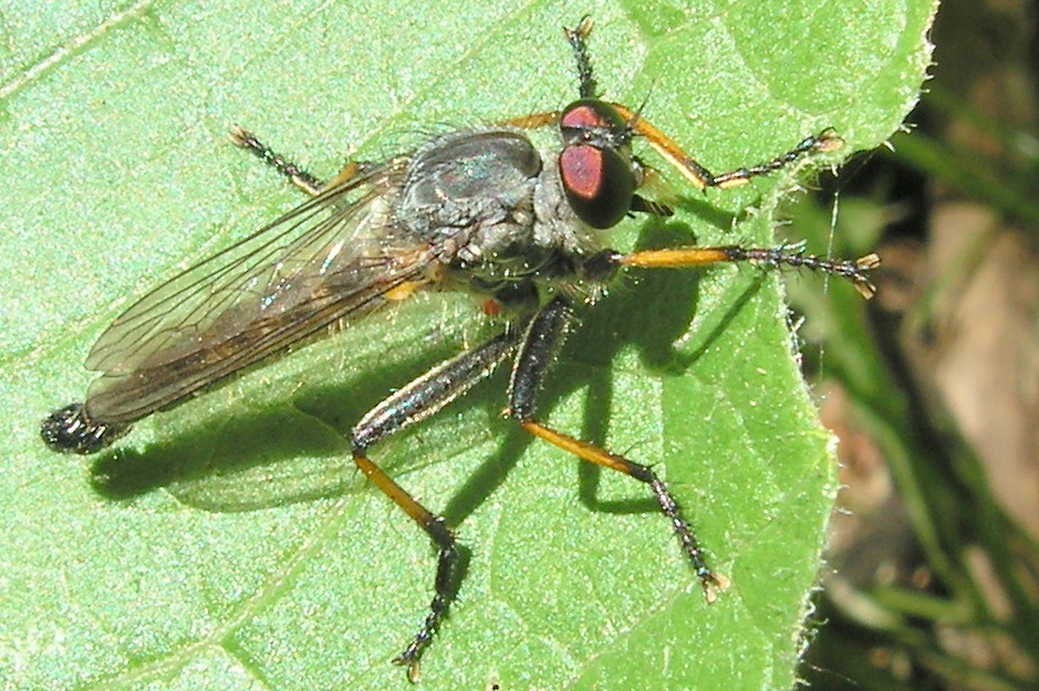 Photo of Common awl robber fly