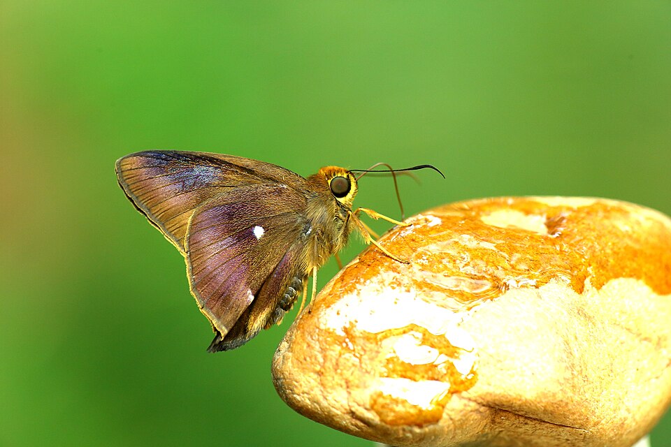 Photo of Common awl