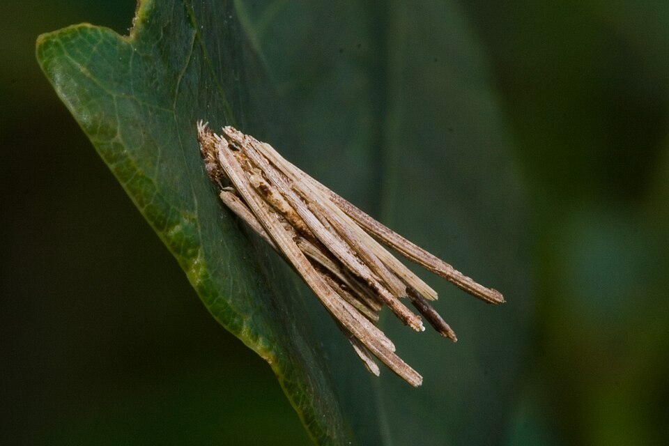 Photo of Common bagworm moth