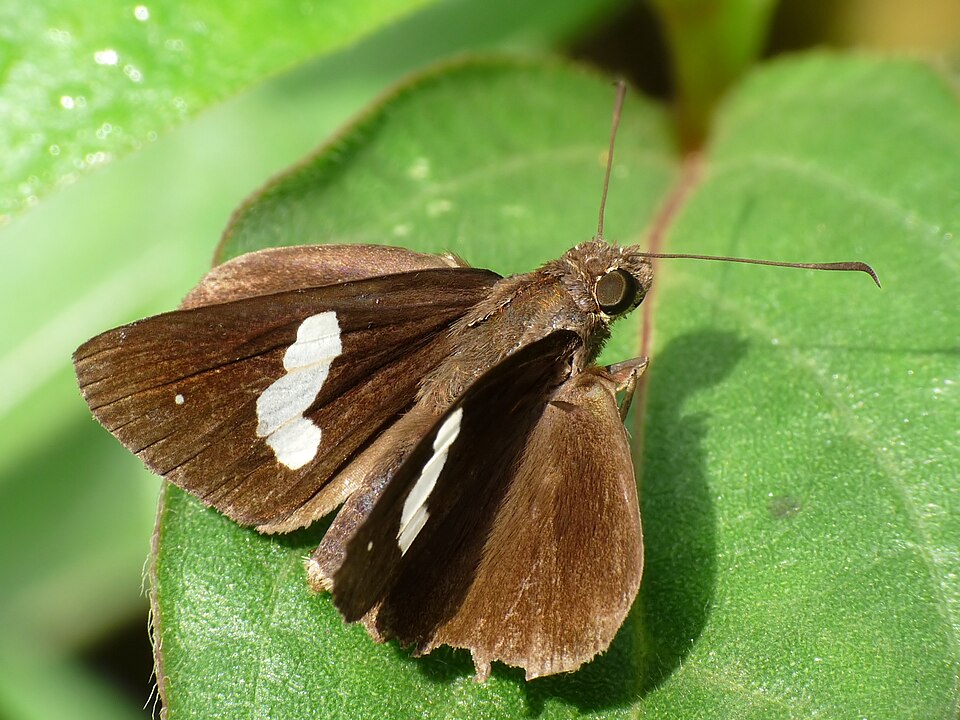 Photo of Common banded demon