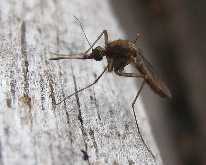 Photo of Common banded mosquito