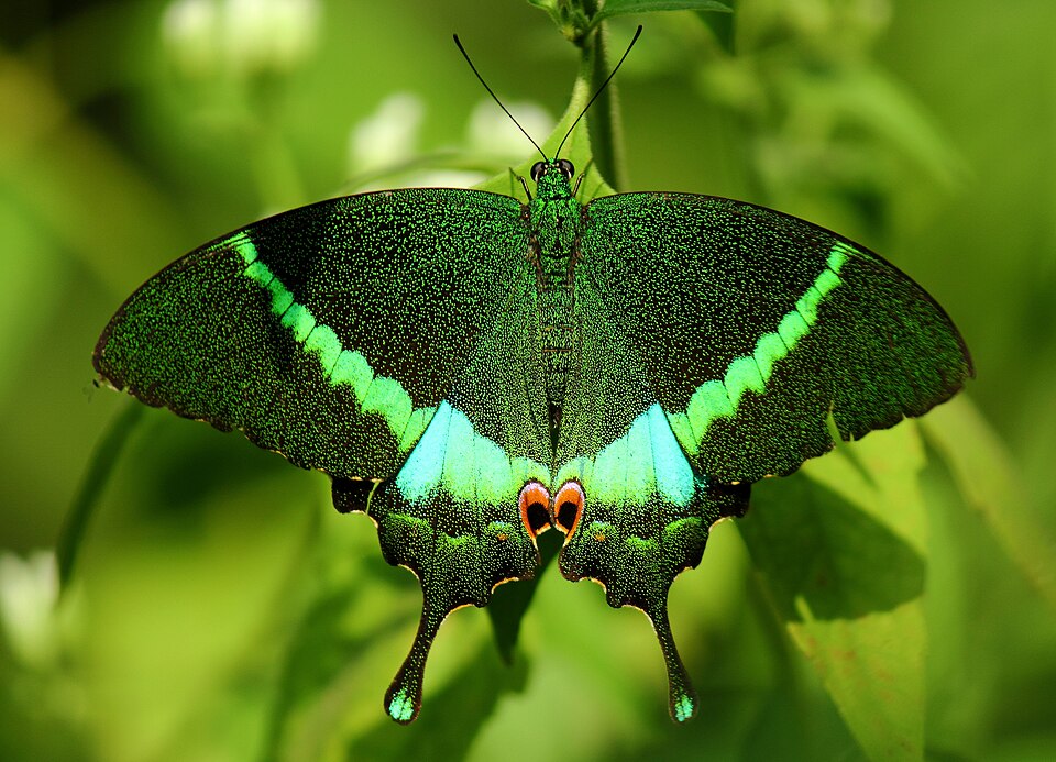 Photo of Common banded peacock swallowtail