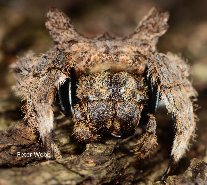Photo of Common bark spider