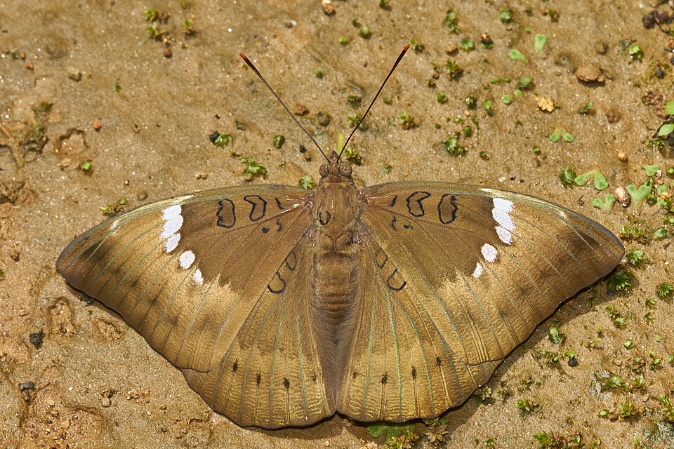 Photo of Common baron