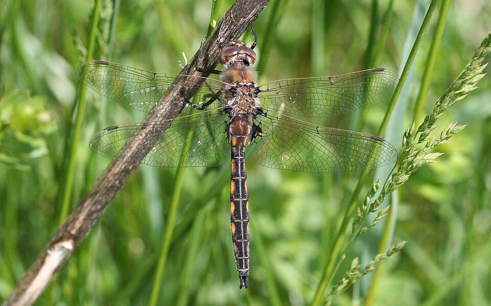 Photo of Common baskettail