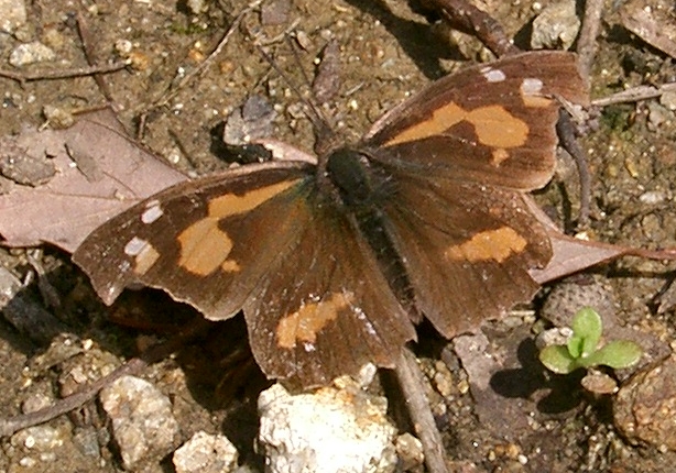Photo of Common beak