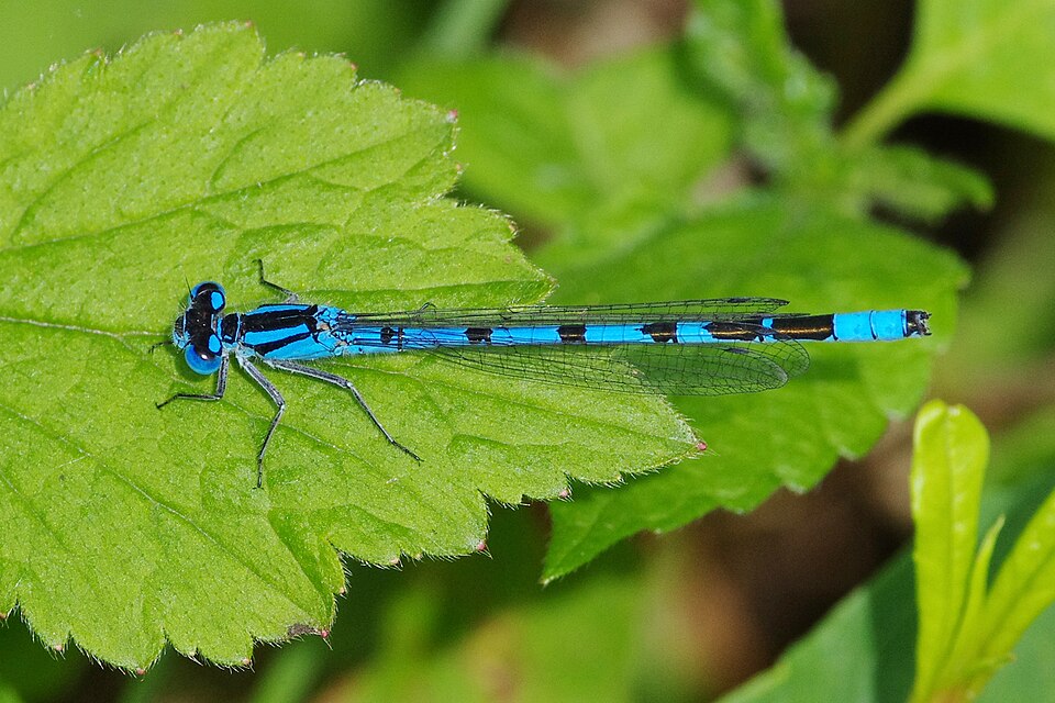 Photo of Common blue damselfly