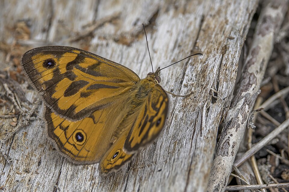 Photo of Common brown