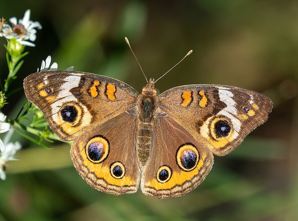 Photo of Common buckeye