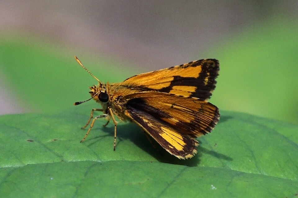 Photo of Common bush hopper