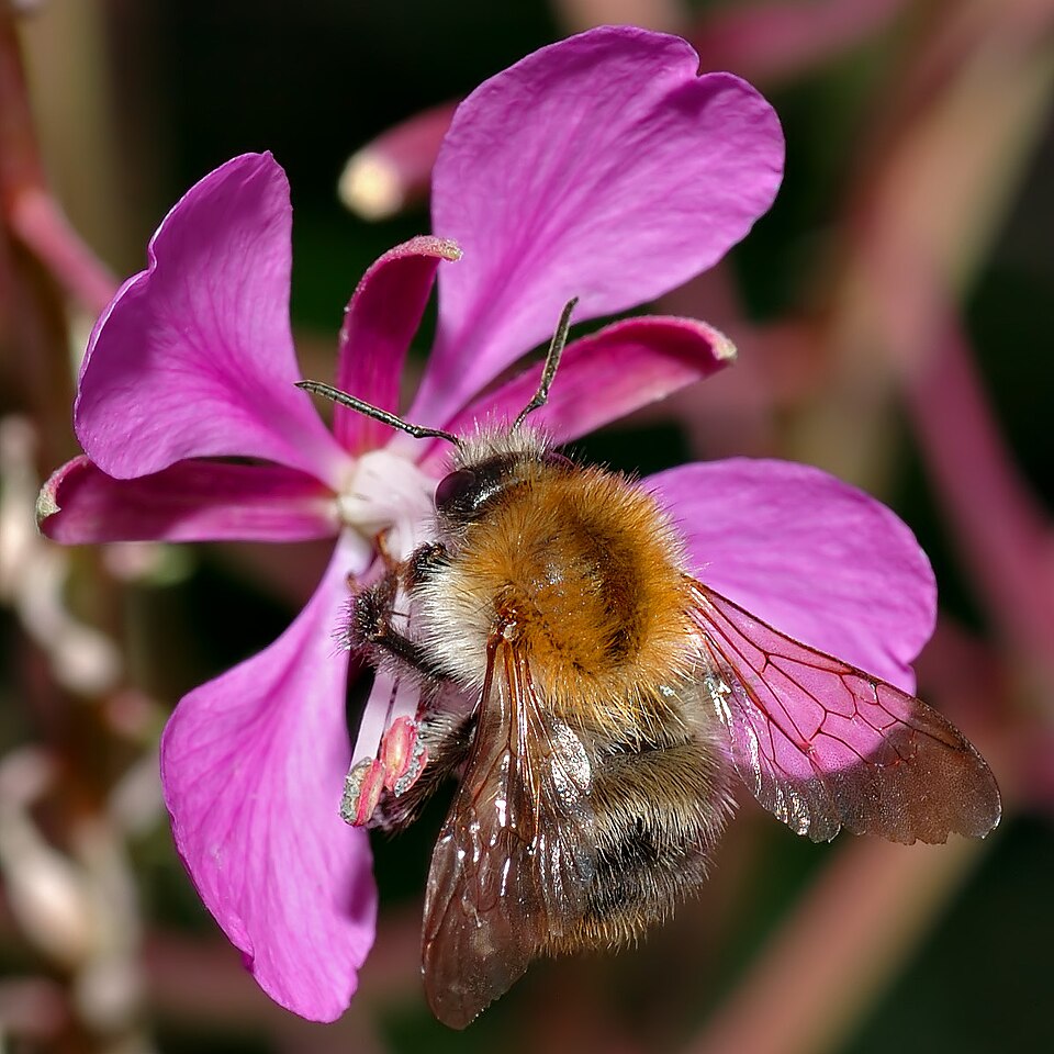 Photo of Common carder bee
