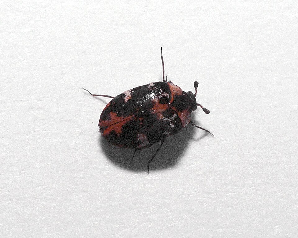 Photo of Common carpet beetle