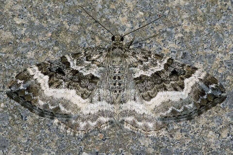 Photo of Common carpet moth