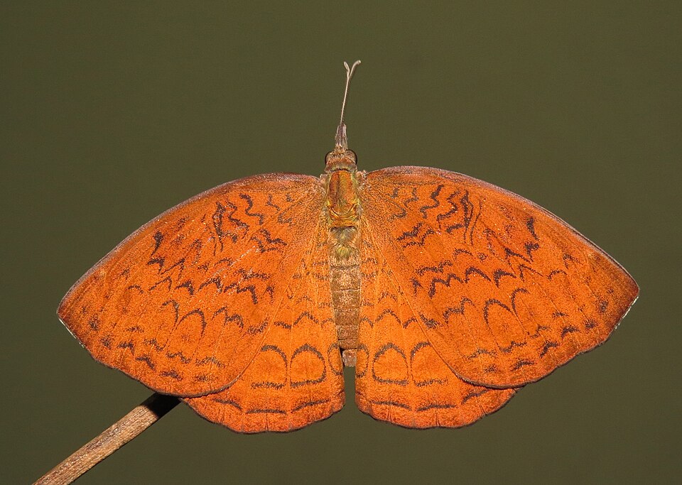 Photo of Common castor butterfly