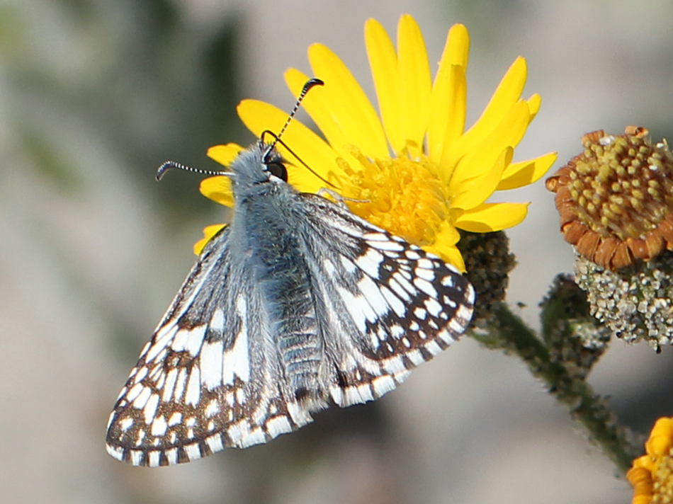Photo of Common chequered skipper