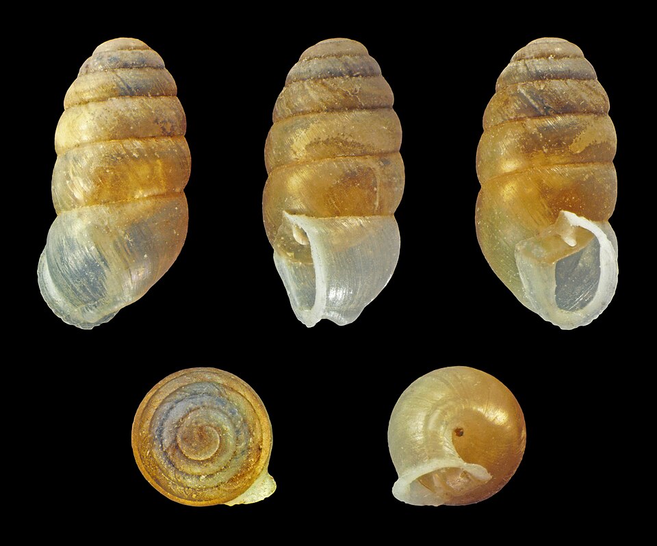 Photo of Common chrysalis-snail