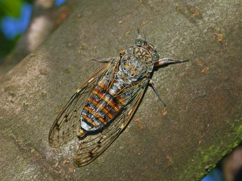 Photo of Common cicada