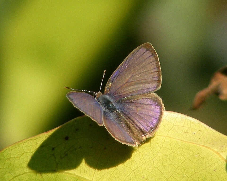 Photo of Common ciliate blue