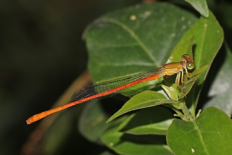 Photo of Common citril