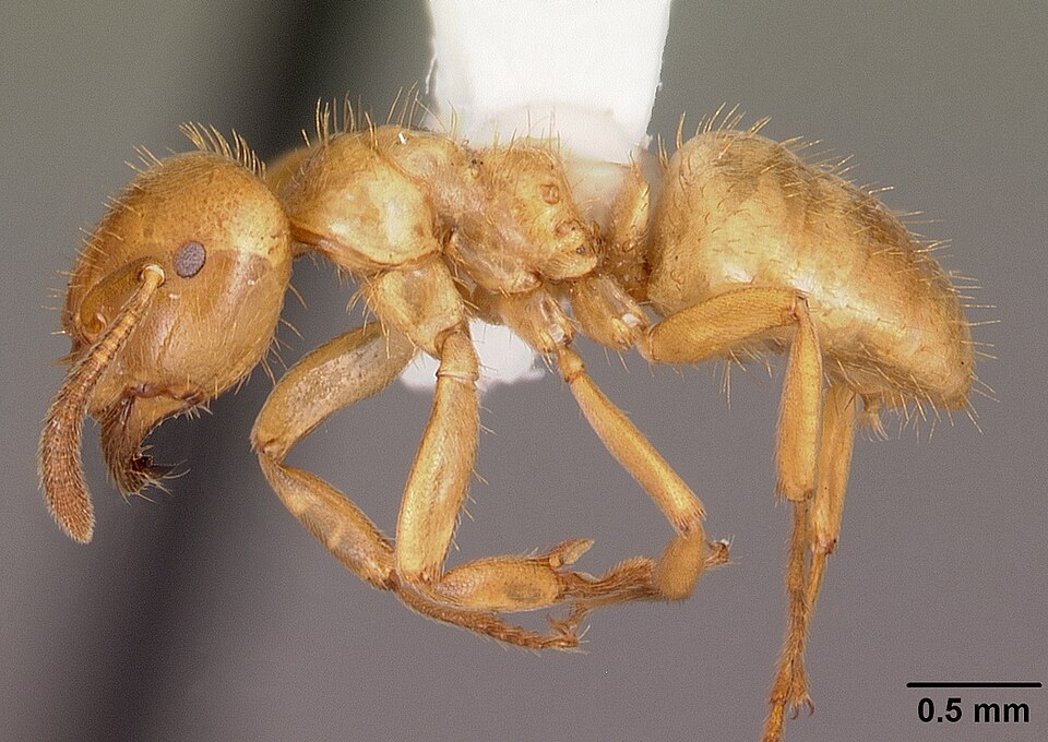 Photo of Common citronella ant