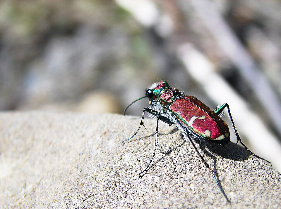 Photo of Common claybank tiger beetle