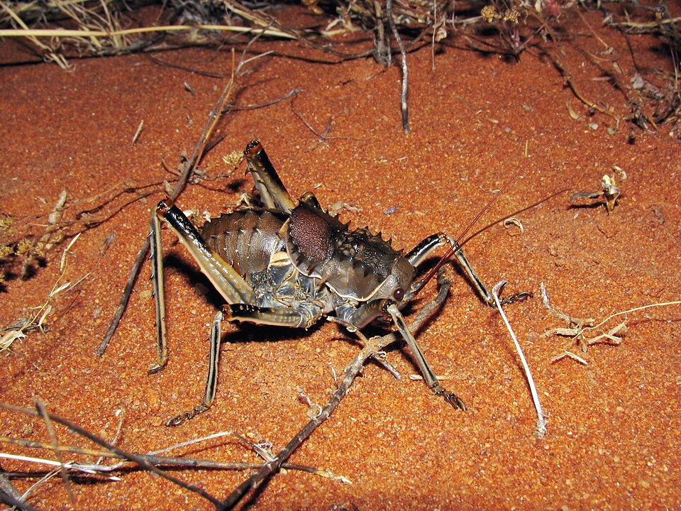 Photo of Common corncricket
