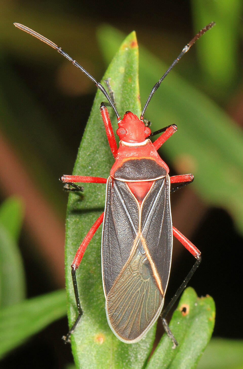 Photo of Common cotton stainer bug