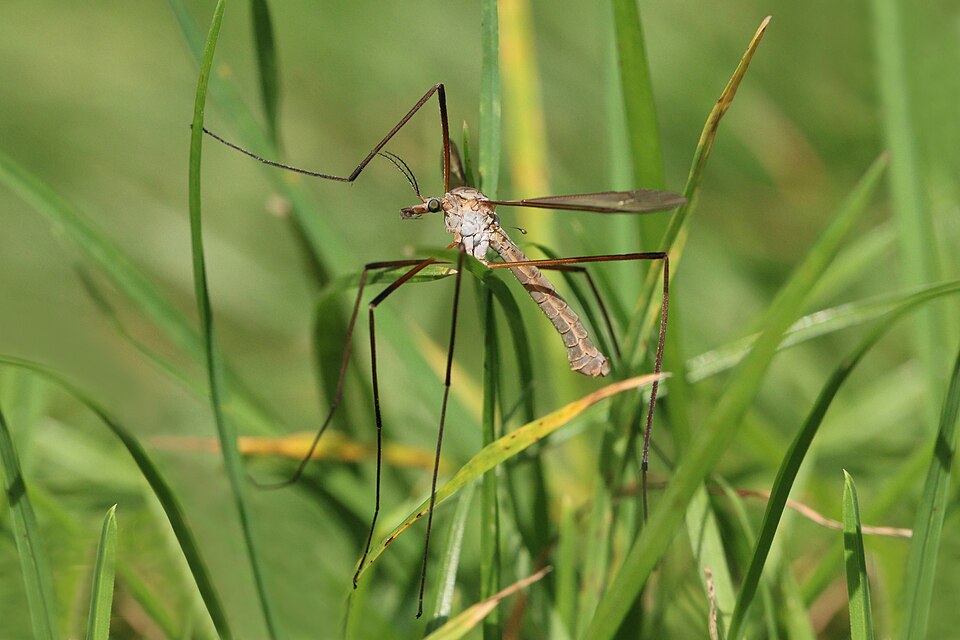 Photo of Common crane fly