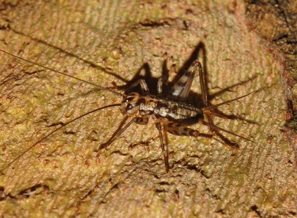 Photo of Common crevice-cricket