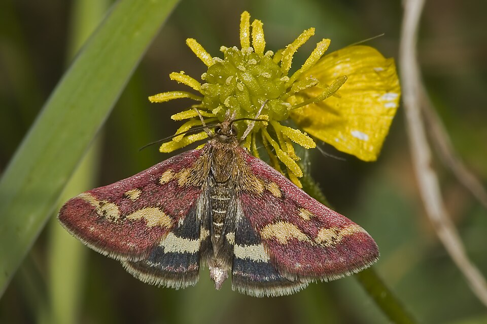 Photo of Common crimson-and-gold moth