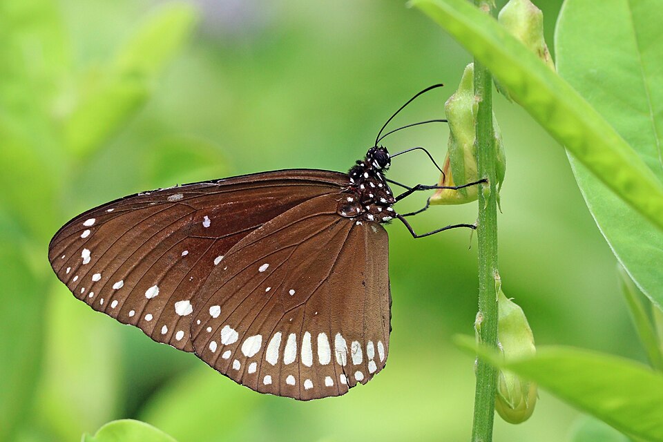 Photo of Common crow butterfly
