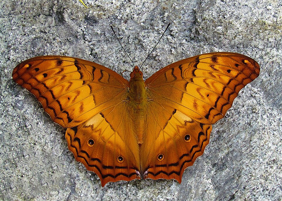 Photo of Common cruiser