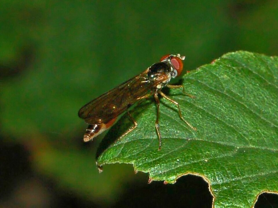 Photo of Common dainty