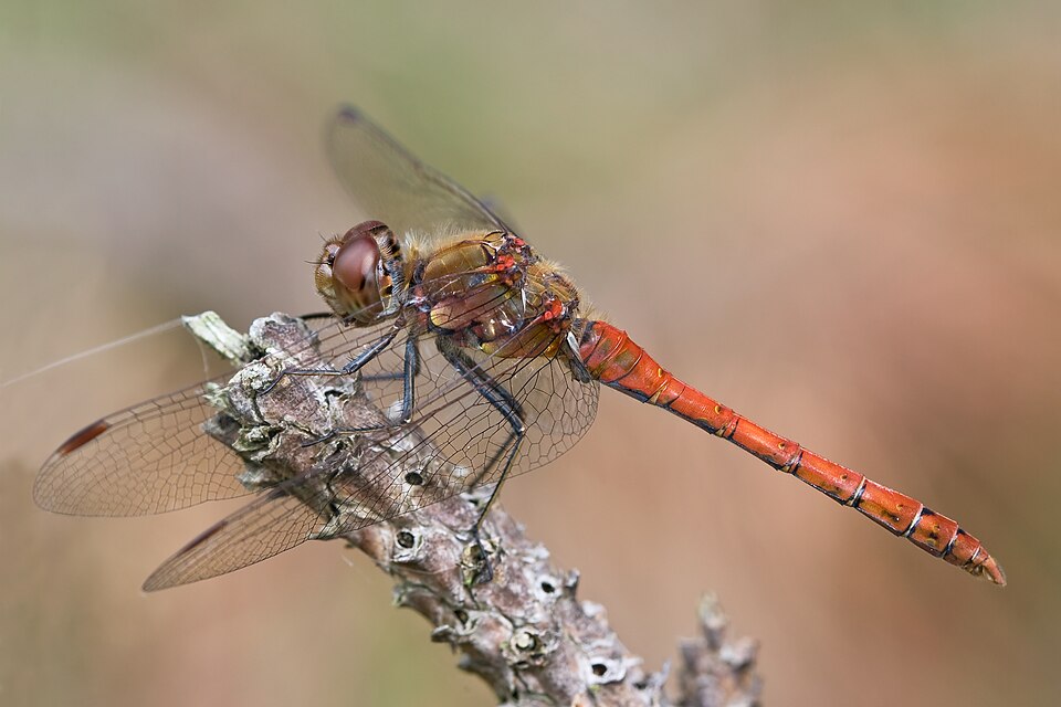 Photo of Common darter