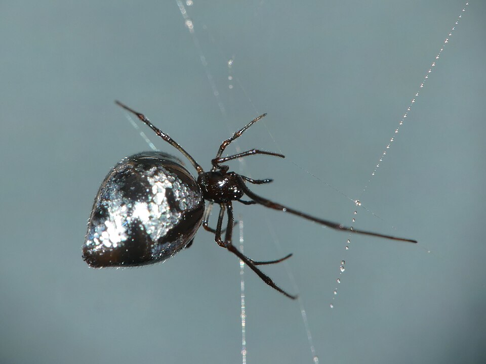 Photo of Common dewdrop spider